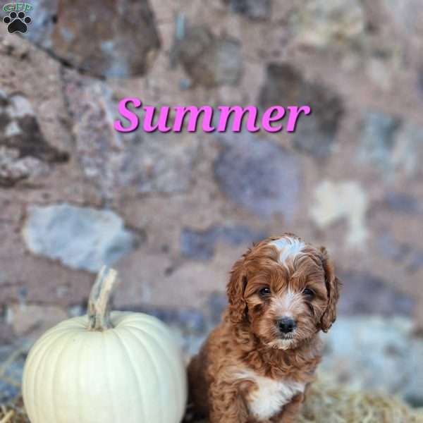 Summer, Cavapoo Puppy