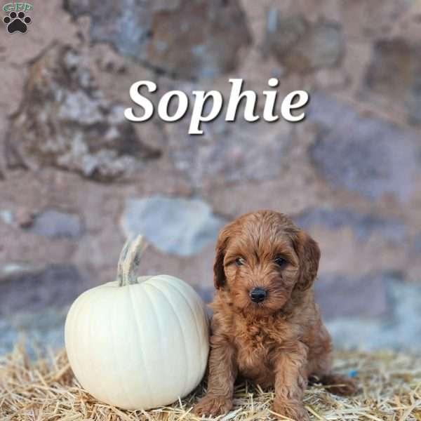 Sophie, Cavapoo Puppy