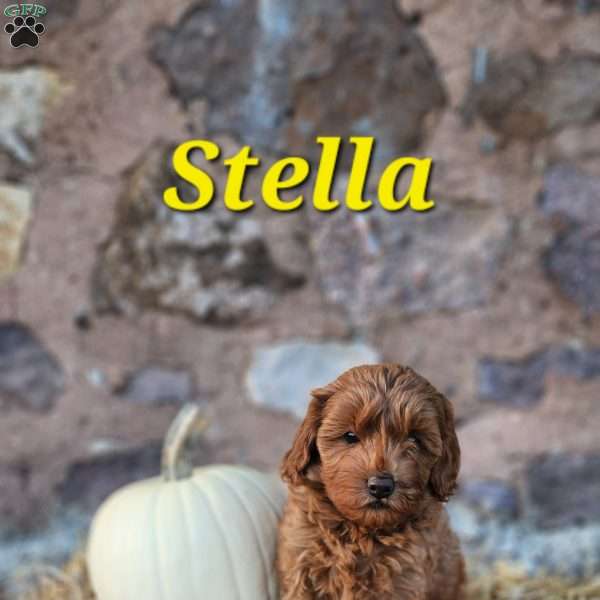 Stella, Cavapoo Puppy