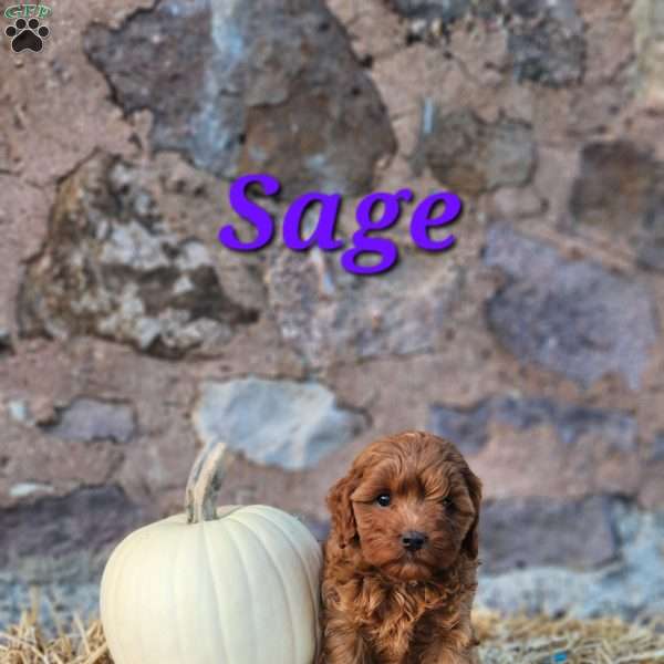 Sage, Cavapoo Puppy