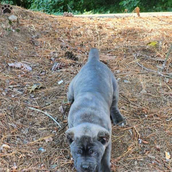 King, Cane Corso Puppy