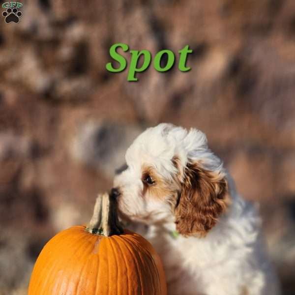 Spot, Cavapoo Puppy