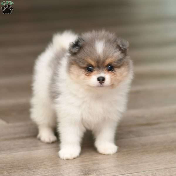 Sammy, Pomeranian Puppy