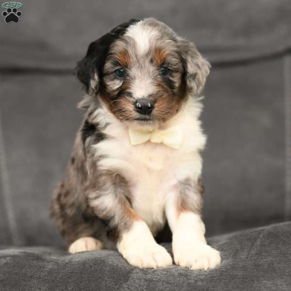 Easton, Mini Aussiedoodle Puppy