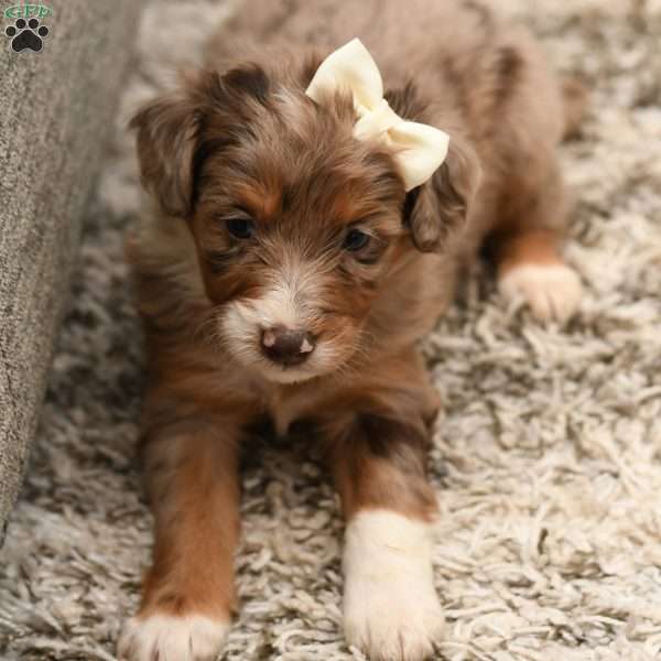 Gigi, Mini Aussiedoodle Puppy