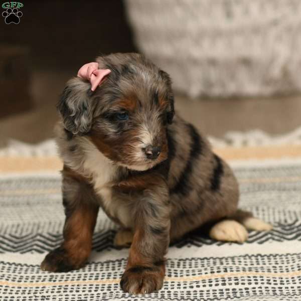 Haven, Mini Aussiedoodle Puppy