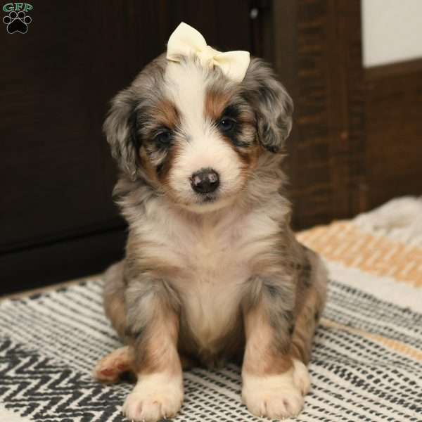 Ingrid, Mini Aussiedoodle Puppy