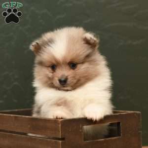 Jase, Pomeranian Puppy