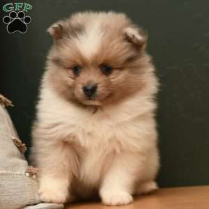 Jase, Pomeranian Puppy