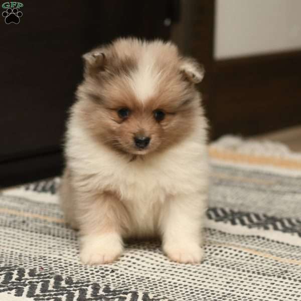 Jase, Pomeranian Puppy