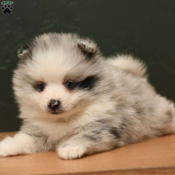 Kody, Pomeranian Puppy