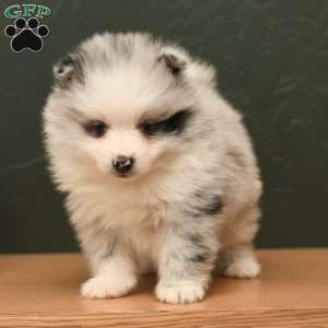 Kody, Pomeranian Puppy