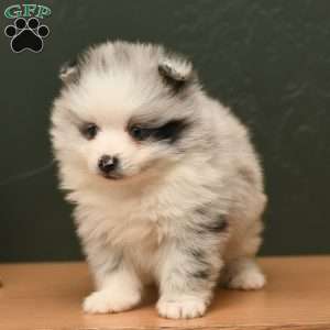 Kody, Pomeranian Puppy