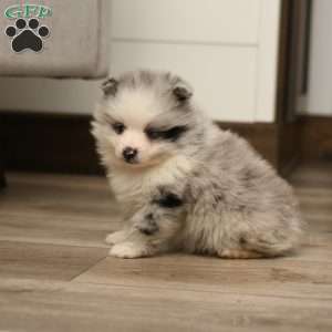 Kody, Pomeranian Puppy