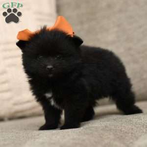 Letty, Pomeranian Puppy