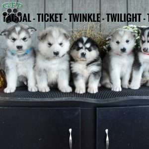 Twilight, Alaskan Malamute Puppy