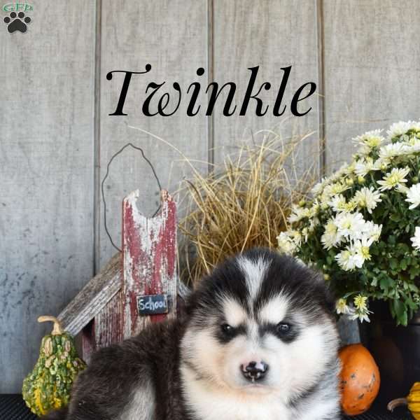 Twinkle, Alaskan Malamute Puppy