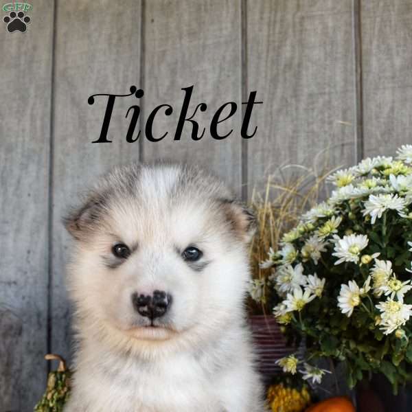 Ticket, Alaskan Malamute Puppy