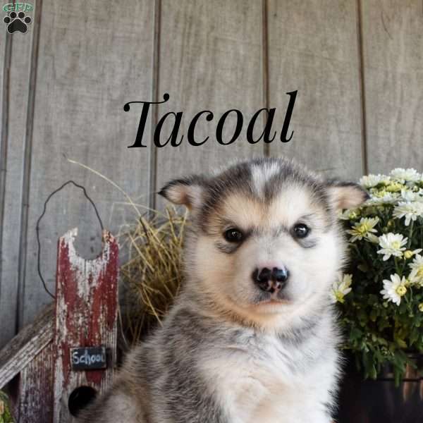 Tacoal, Alaskan Malamute Puppy