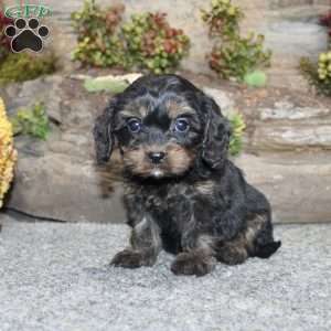 Charleen, Cavapoo Puppy