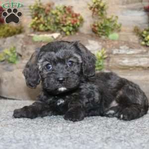 Cathy, Cavapoo Puppy