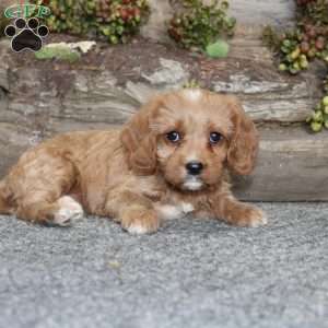 Crystal, Cavapoo Puppy