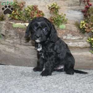 Colton, Cavapoo Puppy