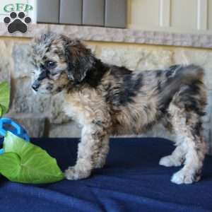 Sadie, Mini Labradoodle Puppy