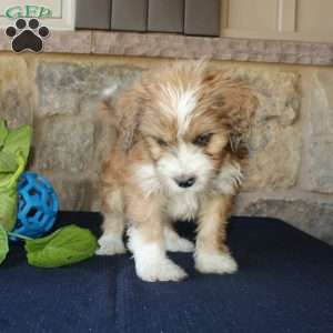 Samson, Mini Labradoodle Puppy