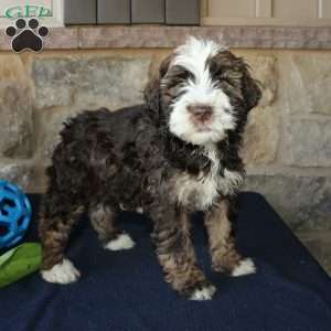 Scotty, Mini Labradoodle Puppy