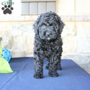 Kathy, Mini Labradoodle Puppy