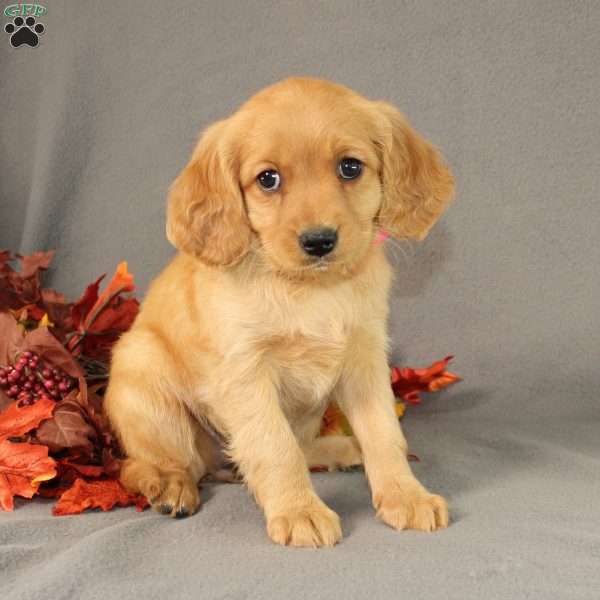 Sage, Miniature Golden Retriever Puppy