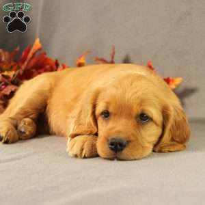 Sonya, Miniature Golden Retriever Puppy