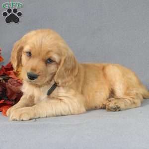 Shane, Miniature Golden Retriever Puppy