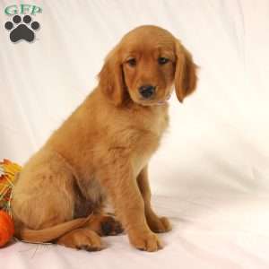 Alex, Miniature Golden Retriever Puppy