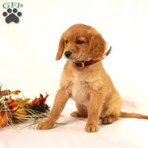 Apricot, Miniature Golden Retriever Puppy