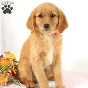 Applebud, Miniature Golden Retriever Puppy