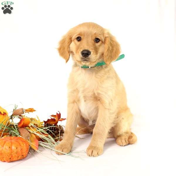 Albert, Miniature Golden Retriever Puppy