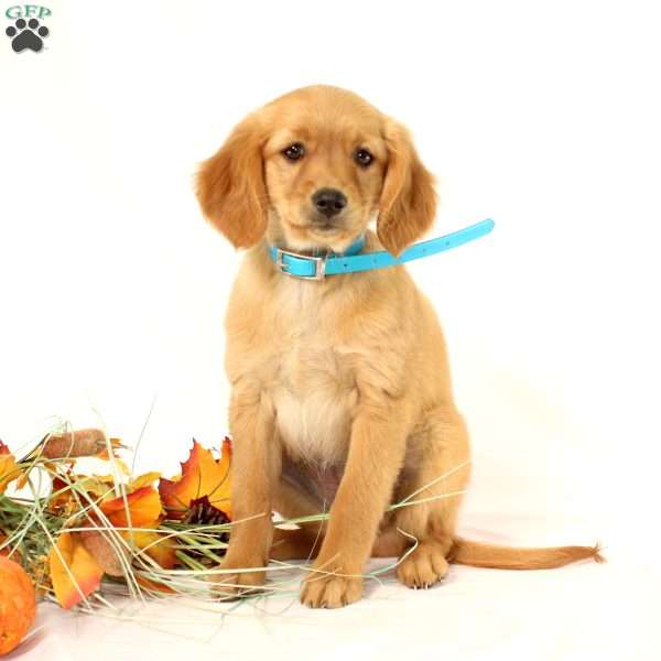 Annie, Miniature Golden Retriever Puppy