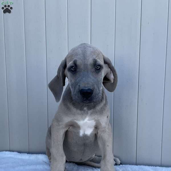 Bailey, Great Dane Puppy