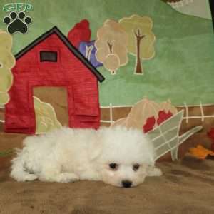 Wonder, Bichon Frise Puppy