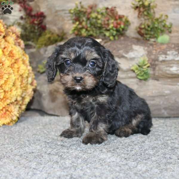 Charleen, Cavapoo Puppy