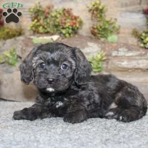 Cathy, Cavapoo Puppy