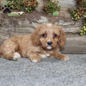 Crystal, Cavapoo Puppy