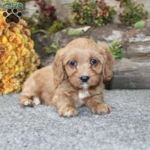 Cindy, Cavapoo Puppy