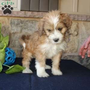 Samson, Mini Labradoodle Puppy