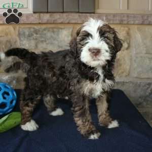 Scotty, Mini Labradoodle Puppy