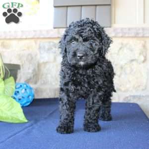 Kathy, Mini Labradoodle Puppy