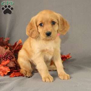 Sage, Miniature Golden Retriever Puppy