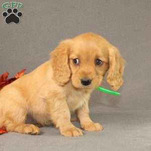 Shirley, Miniature Golden Retriever Puppy